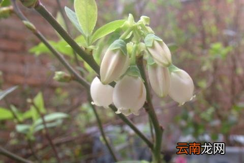 兰梅树几年结果