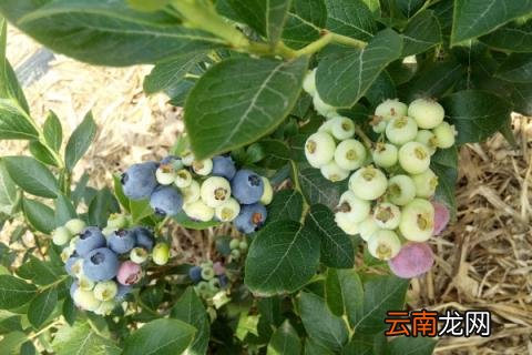 兰梅树几年结果