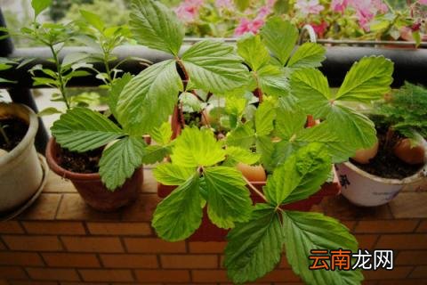 草莓叶子突然软了