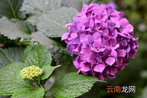 绣球叶子边缘干枯焦了