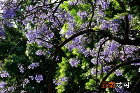 蓝花楹树适合北方养吗