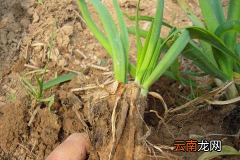 韭菜多长时间出苗