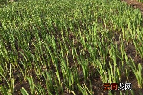 韭菜多长时间出苗