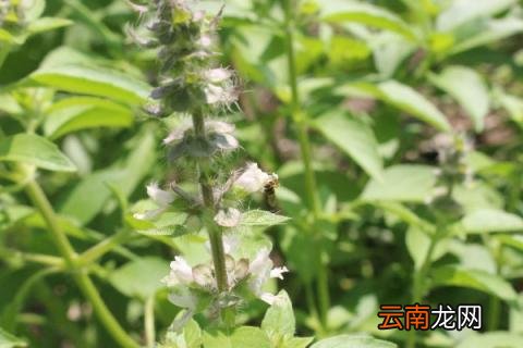 荆菜什么时候种