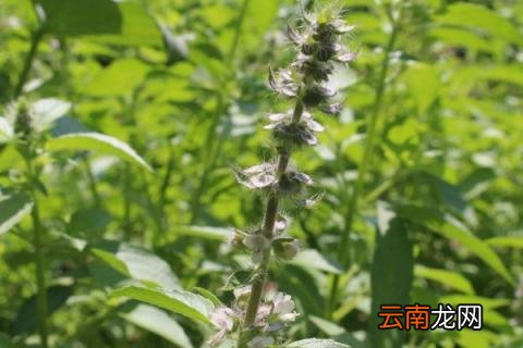 荆菜什么时候种