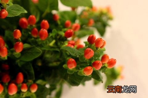 火龙珠种植时间