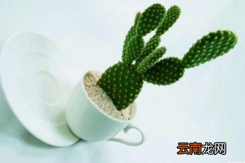 仙人掌发黄变软怎么办