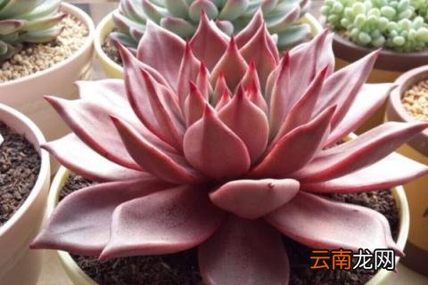 多肉罗宾好养吗