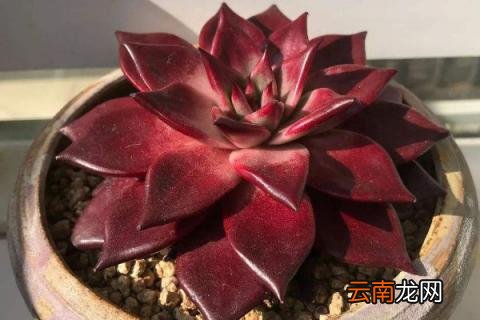 多肉罗宾好养吗