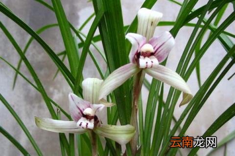 柳树条泡水能浇兰花吗