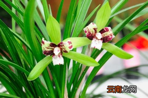 柳树条泡水能浇兰花吗