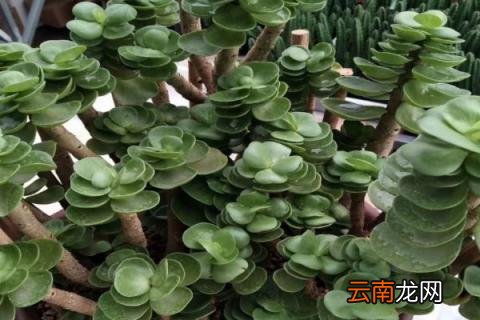 金钱木出锦怎么回事