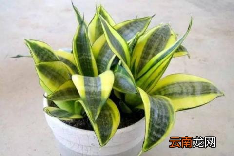 柳枝水能浇什么花