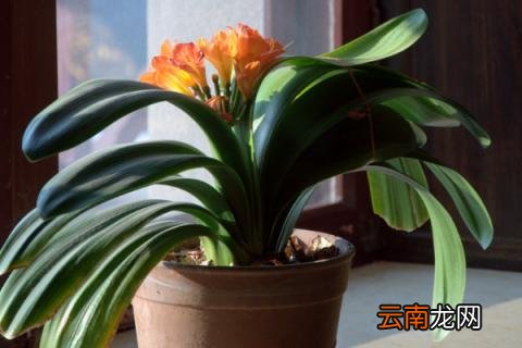 柳枝水能浇什么花