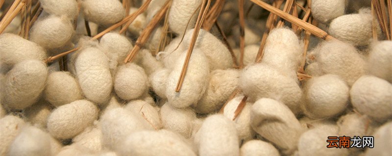 蚕结茧后几天可以取蛹 蚕有药用价值吗