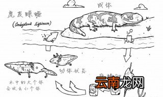 蝾螈怎么养要盖盖子吗 蝾螈应该怎么养