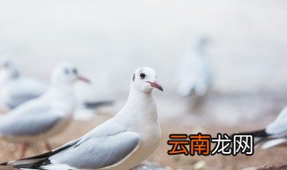 鸽子蛋煮多久才能熟，鸽子蛋煮几分钟才能煮熟呢