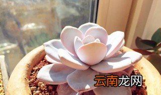 多肉植物雪莲怎么养 雪莲多肉怎么养胖
