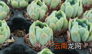 多肉叶插长得慢怎么办 叶插多肉发芽后怎么长得很慢