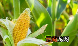 玉米秸秆打捆可以做什么，打捆的玉米秸秆如何存放