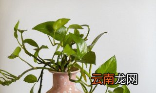 水培绿萝可以加醋吗，醋加水可以浇绿萝吗