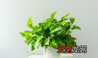 怎么水培植绿萝绿萝水培植的方法