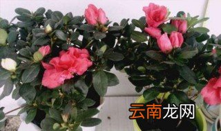 怎样给有花苞的杜鹃施肥，杜鹃花长出花苞要施肥吗?施什么肥?