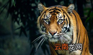 老虎为什么被称为百兽之王 老虎为什么被称为百兽之王?老虎的种类,特点和居住环境