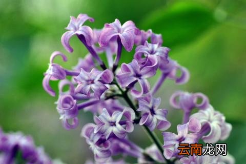 家里能种丁香吗