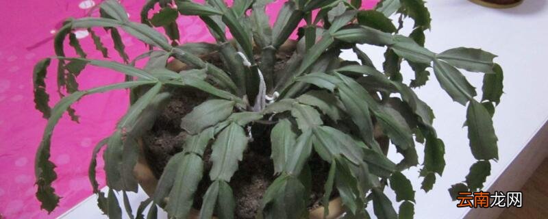 蟹甲兰花怎样修剪