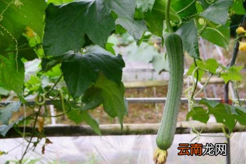 几月开始种丝瓜