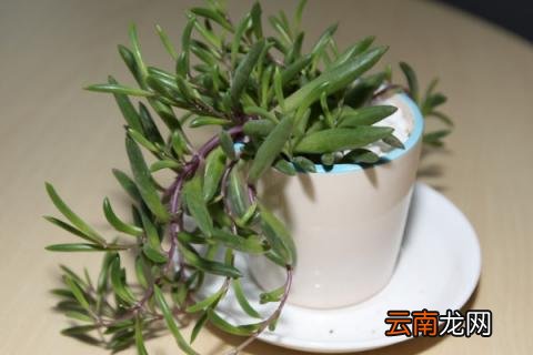 多肉得了灰霉病怎么办