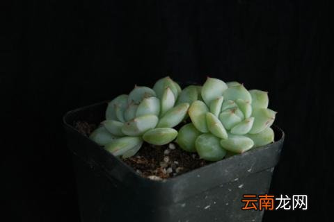 多肉得了灰霉病怎么办