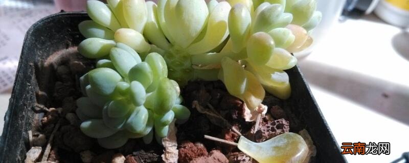 多肉得了灰霉病怎么办