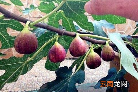 无花果家里能种吗