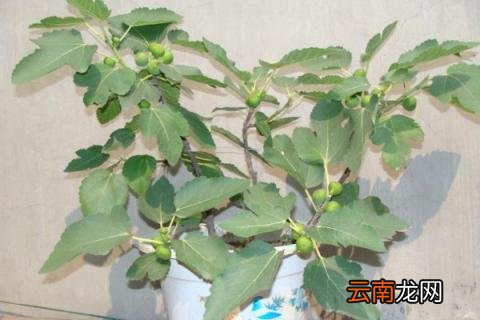 无花果家里能种吗