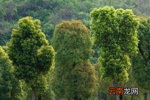 香樟树怎么栽才能栽活