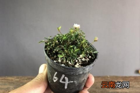 姬月季如何养
