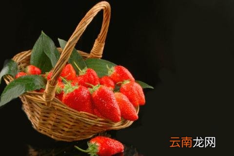 草莓一年几熟