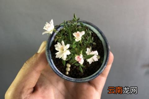 姬月季如何养