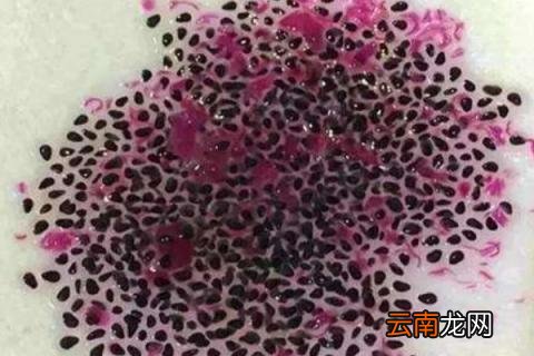 火龙果子能种吗