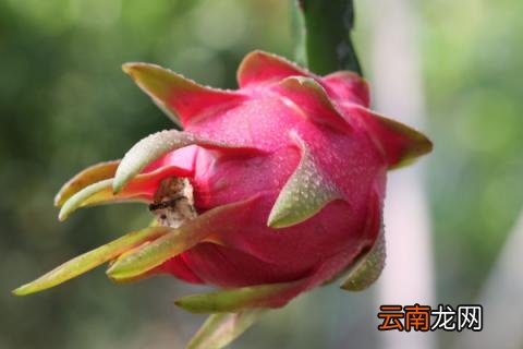 火龙果子能种吗