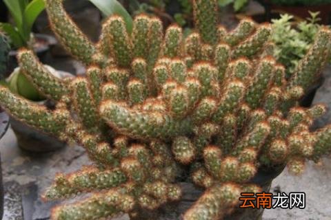 金手指为什么难栽培