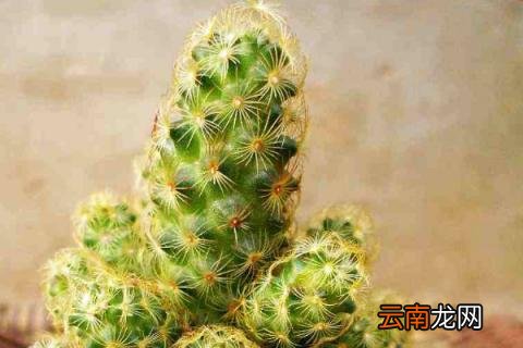 金手指为什么难栽培