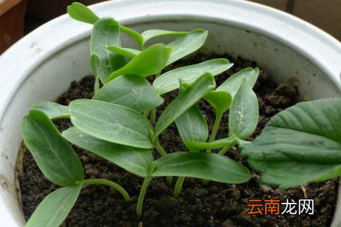 葫芦苗怎么培育