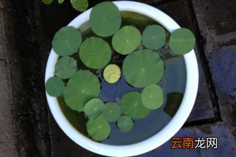 碗莲多久长根