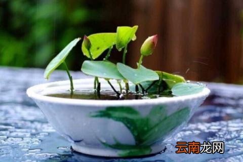碗莲多久长根