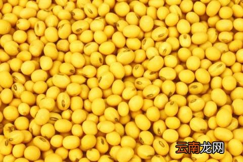 黄豆几月播种