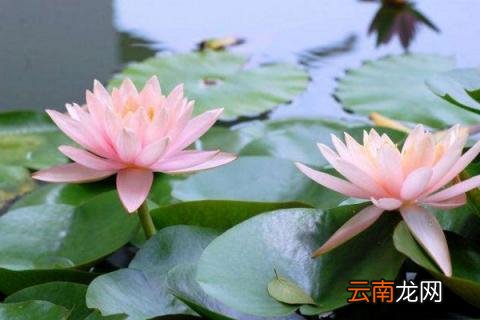睡莲根块的水养方法