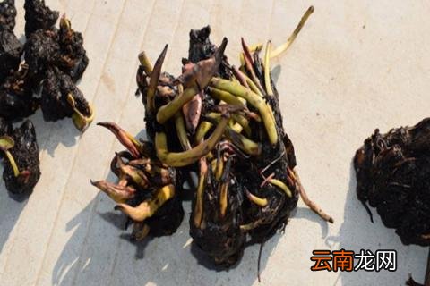睡莲根块的水养方法